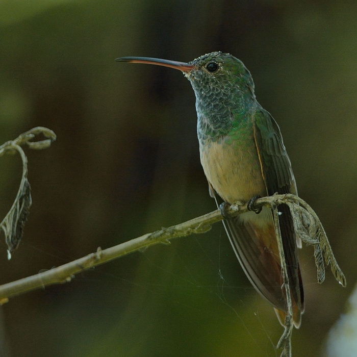 Yucatnamazilia